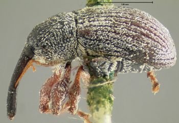 Media type: image;   Entomology 1966 Aspect: habitus lateral view